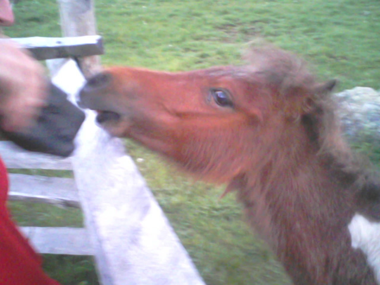 wild pony trying to get my jacket